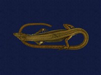 藏品(翠斑草蜥)的圖片